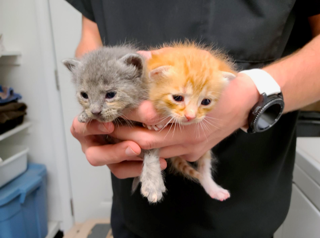 April’s kittens, 2 of 5 kittens